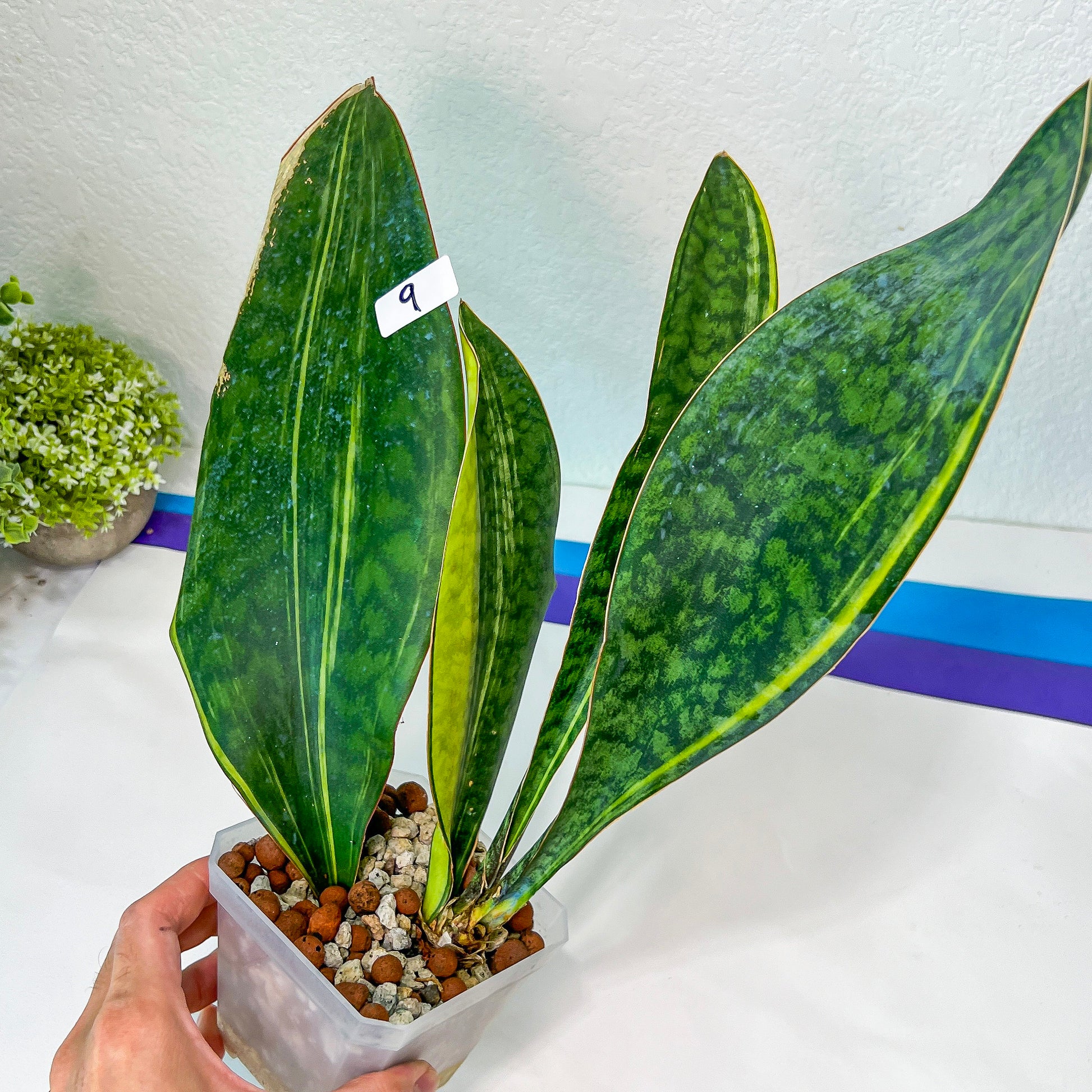 Sansevieria Masonianas Congo Variegated (#MB9) | Imported | 4.5" Pot