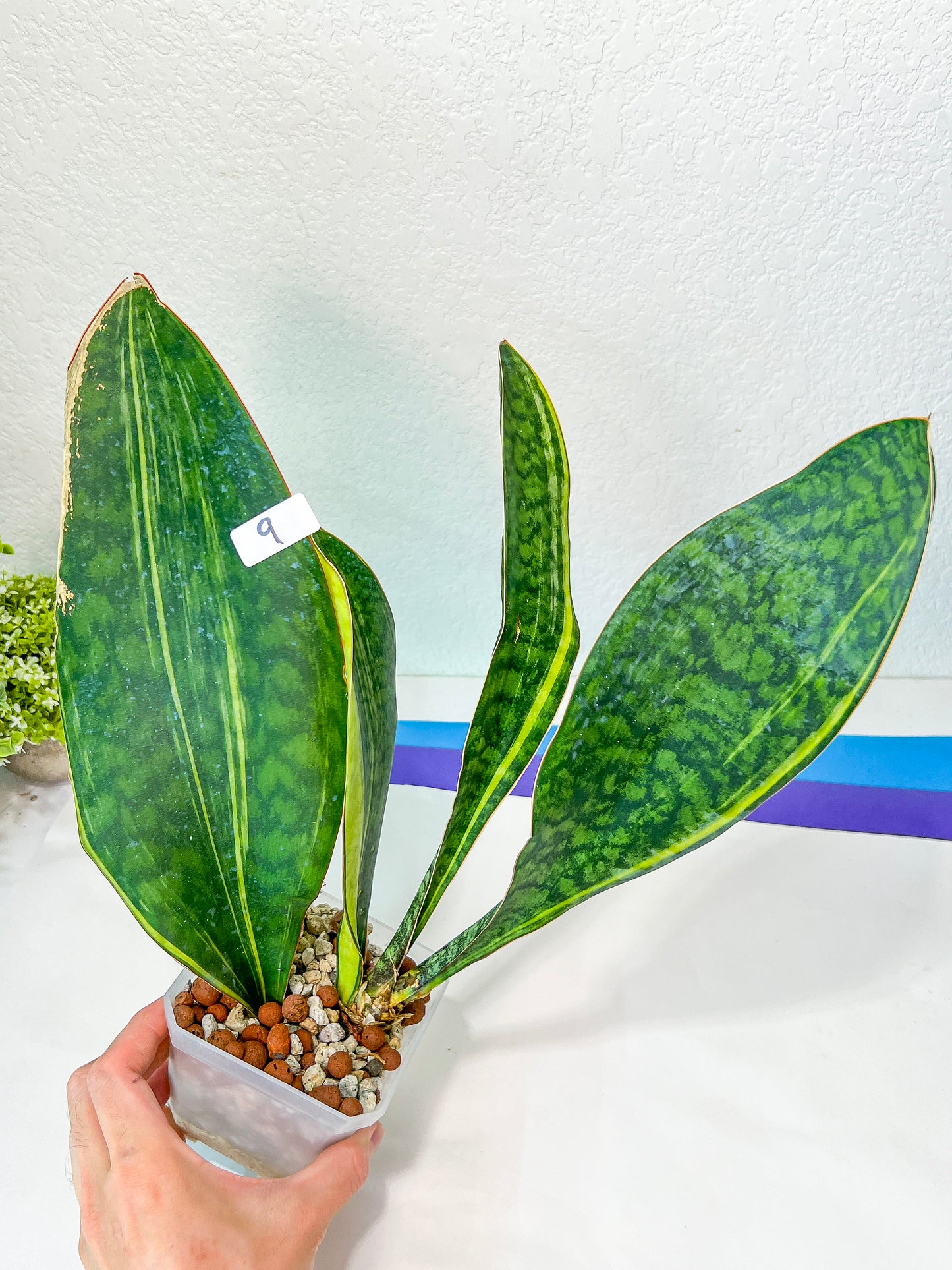 Sansevieria Masonianas Congo Variegated (#MB9) | Imported | 4.5" Pot