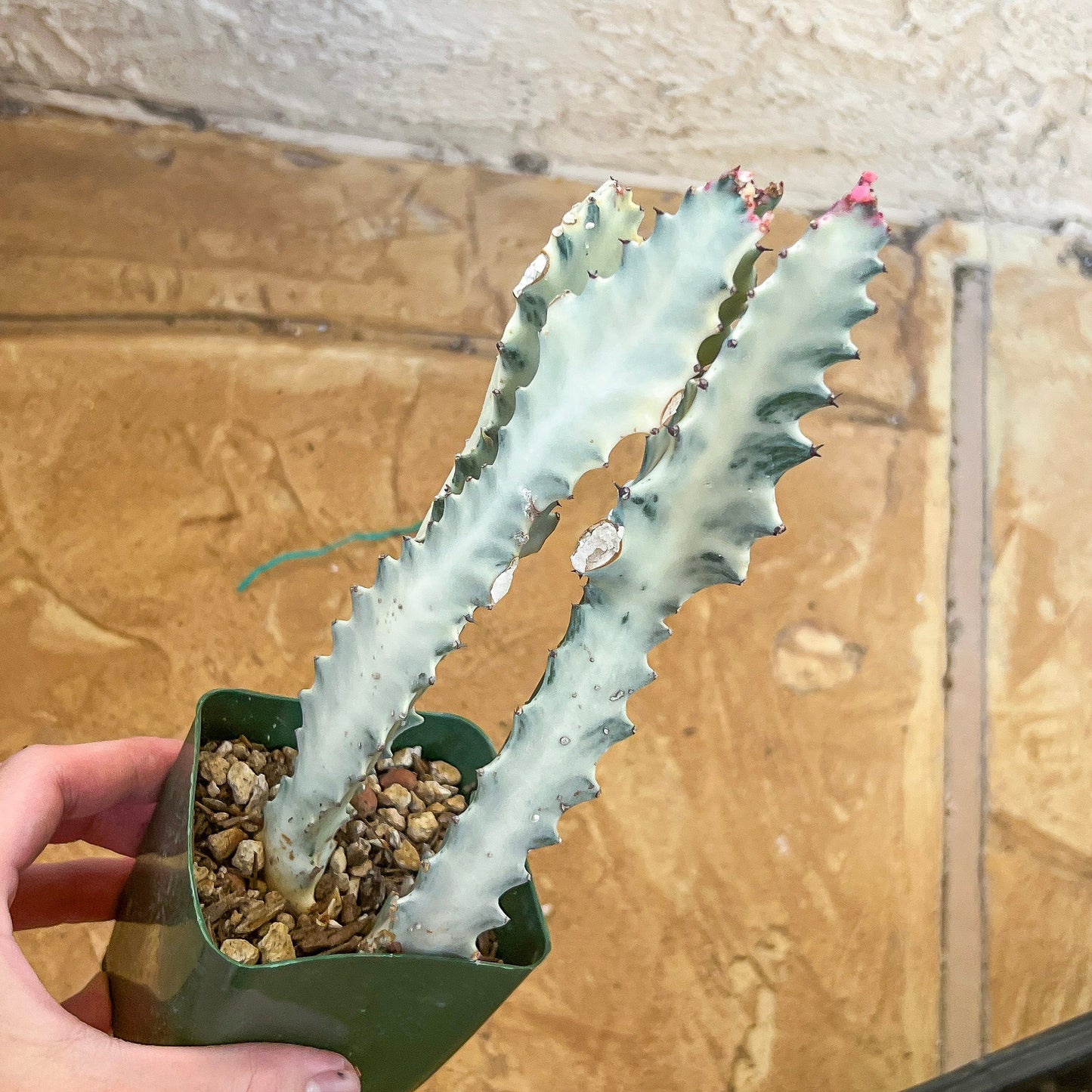 Ghost cactus (#M4) | White variegated Euphorb lactea | Indoor Plants