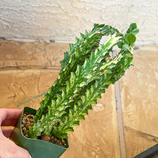 Trigona Variegated | African Milk Tree Plant | 1Pot/ 4 Plants