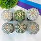 Astrophytum (T2)(12~24) | Imported From Japan