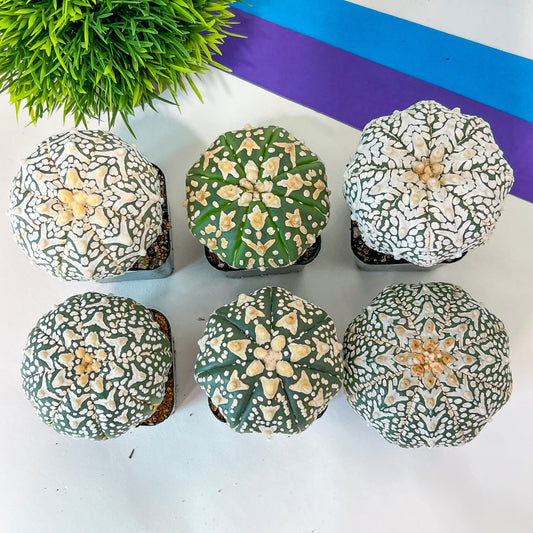 Astrophytum (T2)(12~24) | Imported From Japan