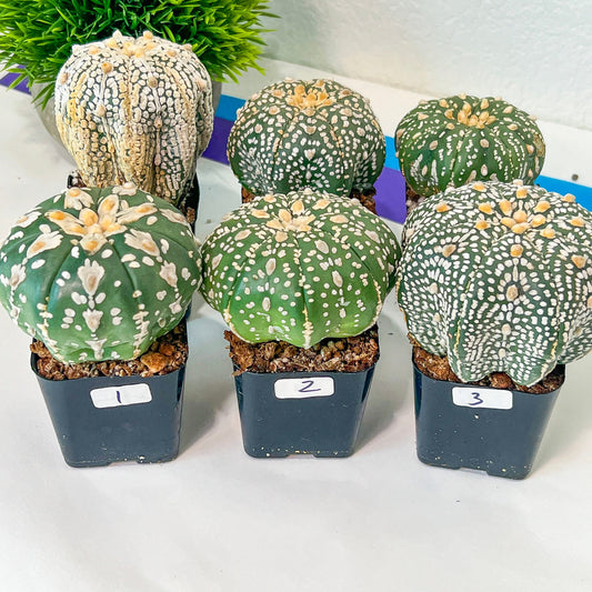 Astrocactus SUPERKABUTO (#Tk1~10) | Succulents From Japan | Myriostigma | 2" Planter