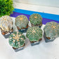 Astrocactus SUPERKABUTO (#Tk1~10) | Succulents From Japan | Myriostigma | 2" Planter