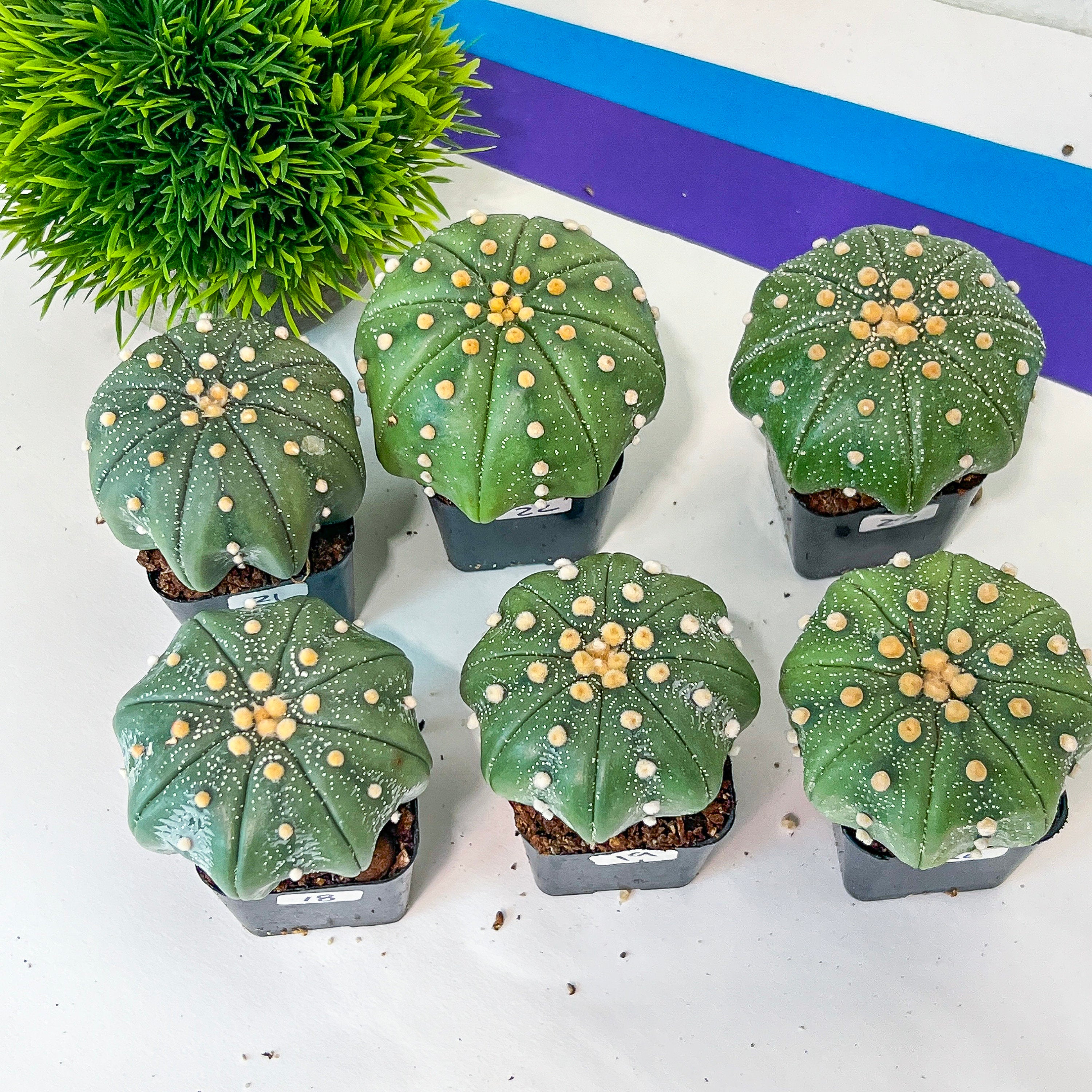 Astrocactus Superkabuto Starfish (#Tk13~19) | Succulents From Japan | 2