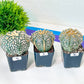 CactusAstro SUPERKABUTO (#Ti1~14) | Rare From Japan | Myriostigma | Succulents | 2.5~3.1+ Inch
