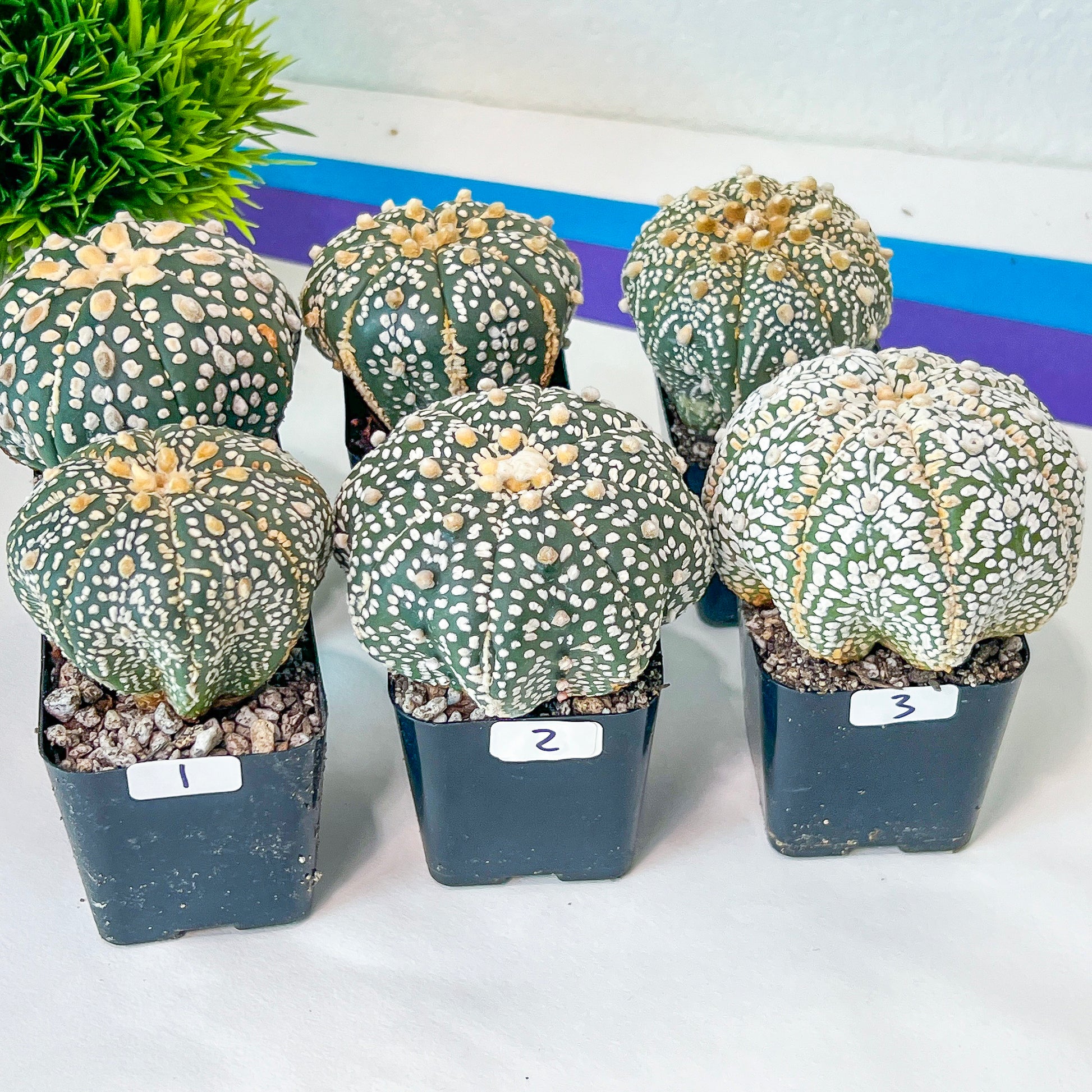 CactusAstro SUPERKABUTO (#Ti1~14) | Rare From Japan | Myriostigma | Succulents | 2.5~3.1+ Inch