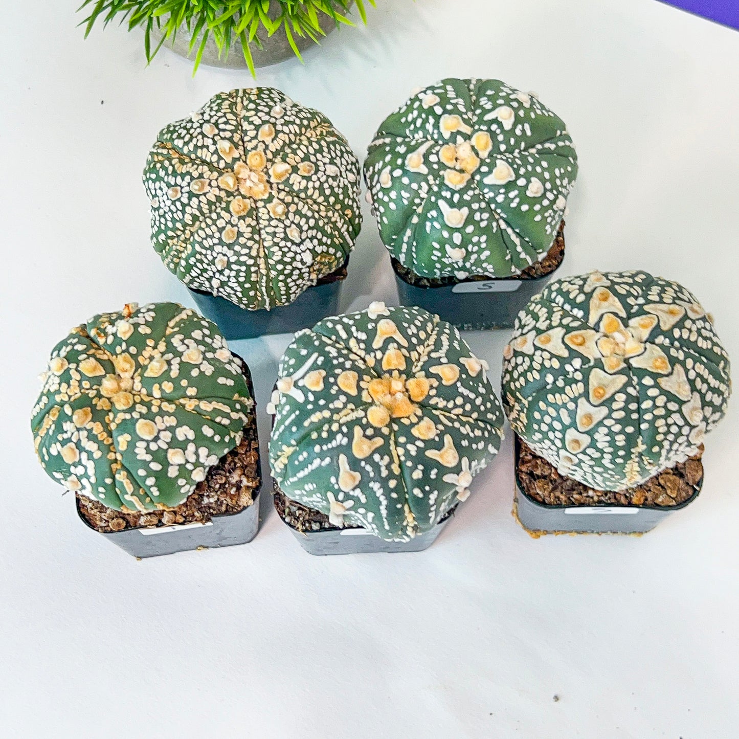 AstroCactus Five Ribs (#Ti1~10) | Rare From Japan | Myriostigma | Succulents | 2" pot