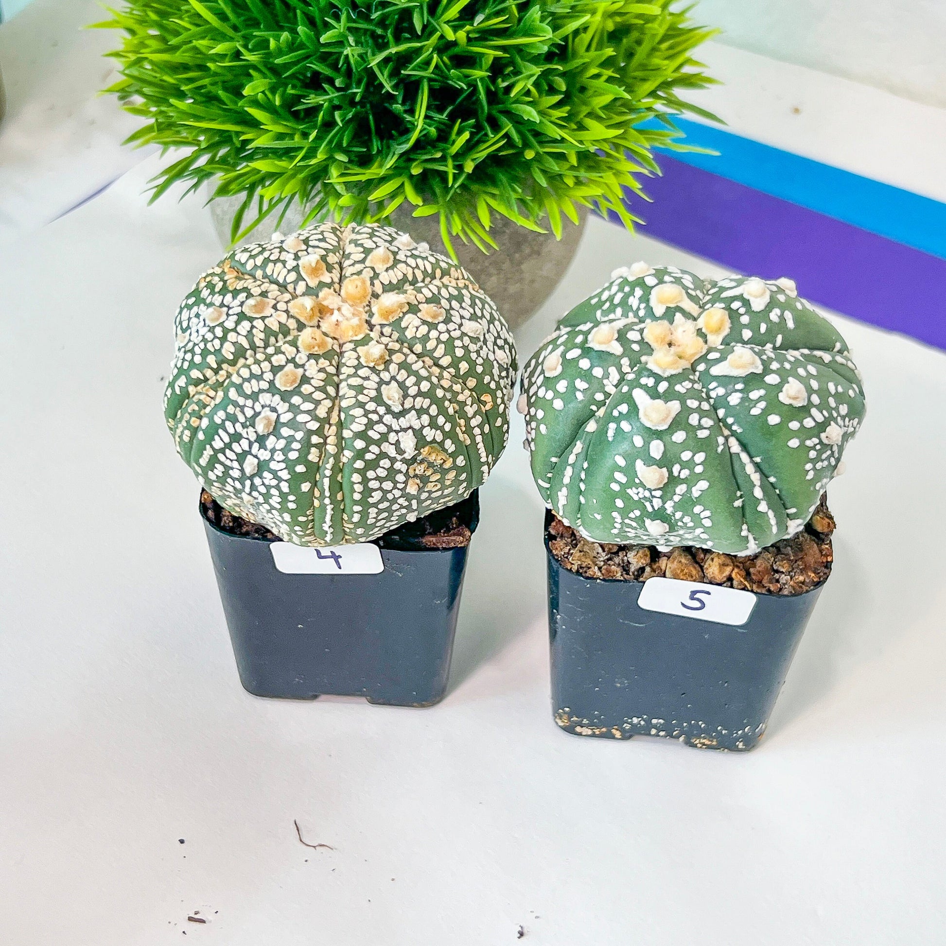 AstroCactus Five Ribs (#Ti1~10) | Rare From Japan | Myriostigma | Succulents | 2" pot