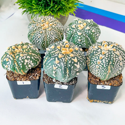 AstroCactus Five Ribs (#Ti1~10) | Rare From Japan | Myriostigma | Succulents | 2" pot