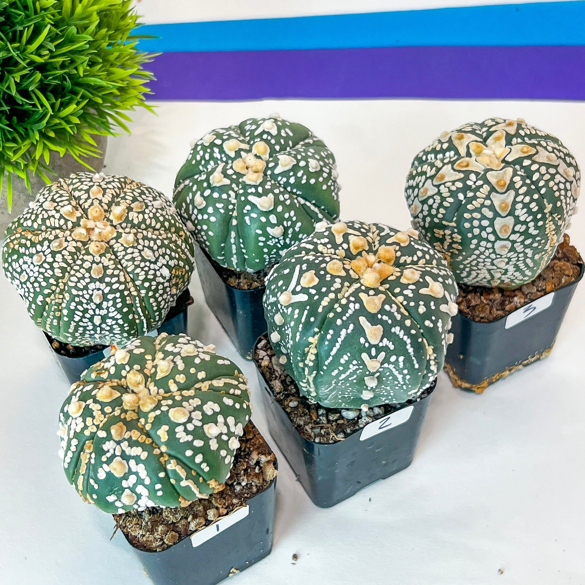 AstroCactus Five Ribs (#Ti1~10) | Rare From Japan | Myriostigma | Succulents | 2" pot