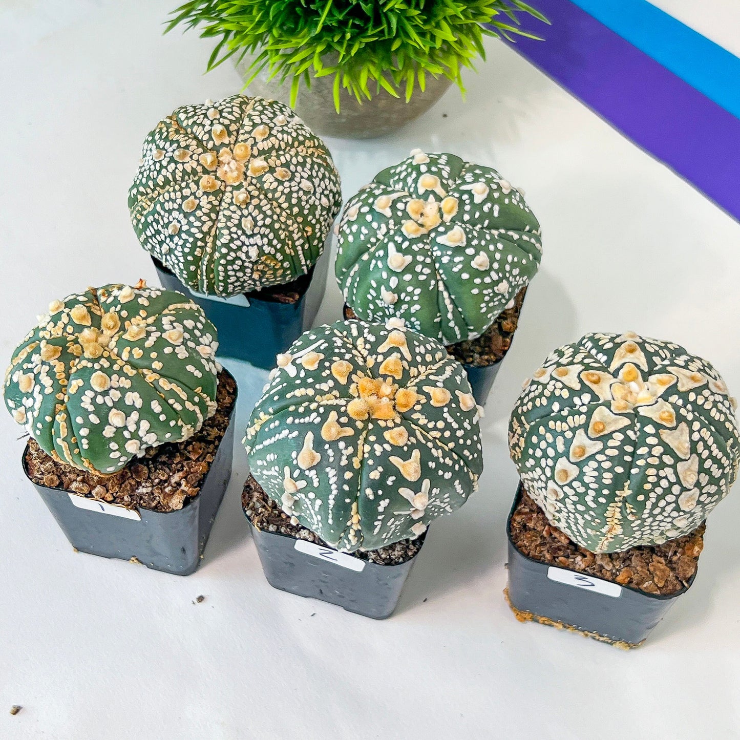 AstroCactus Five Ribs (#Ti1~10) | Rare From Japan | Myriostigma | Succulents | 2" pot