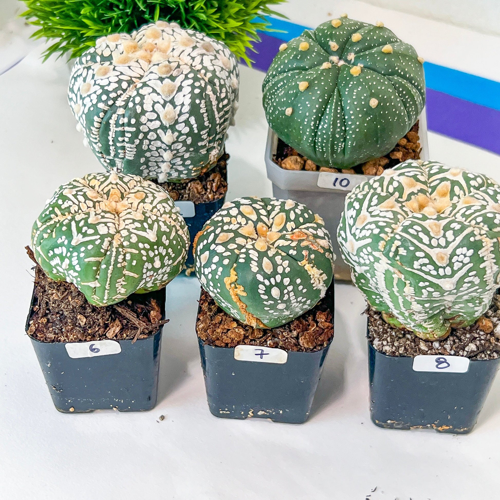 AstroCactus Five Ribs (#Ti1~10) | Rare From Japan | Myriostigma | Succulents | 2" pot