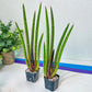 Sansevieria Pink Cell (#RA32) | Imported House Plants | Snake plant | In 2inch Planter