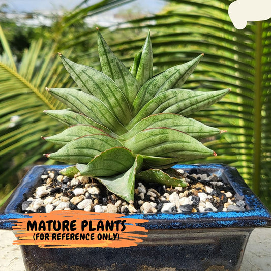 Sansevieria Vienna (#AC8) | Imported Plants | Rare Hybrid Species