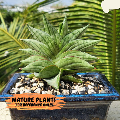 Sansevieria Vienna (#AC8) | Imported Plants