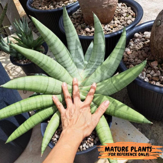 Sansevieria White Rhino (#Ra32) | Rare Imported House Plants