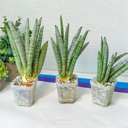 Sansevieria Angle XXL (#R34) | Imported House Plants | Snake plant | 2.5" Pot