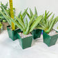 Sansevieria Snow Boy XXL (#R34) | Imported House Plants | Snake plant | 4" Pot