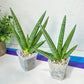 Sansevieria Fat Man XXL (#R34) | Imported House Plants | Snake plant | 2.5" Pot