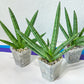 Sansevieria Fat Man XXL (#R34) | Imported House Plants | Snake plant | 2.5" Pot