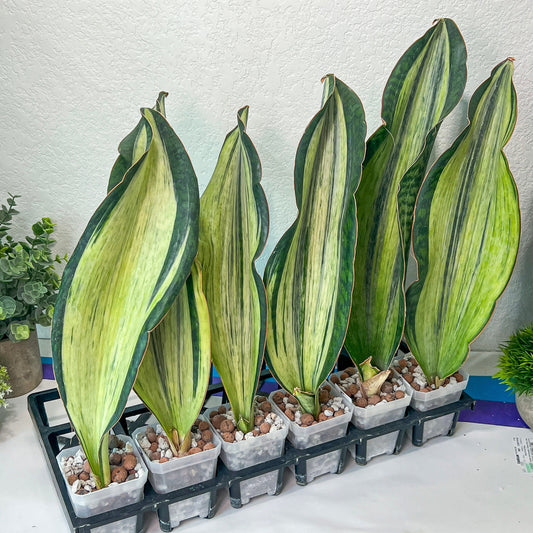 Sansevieria BRUDA (#Mh1~6) | Hybrid of Masoniana Var x Eliptica Var