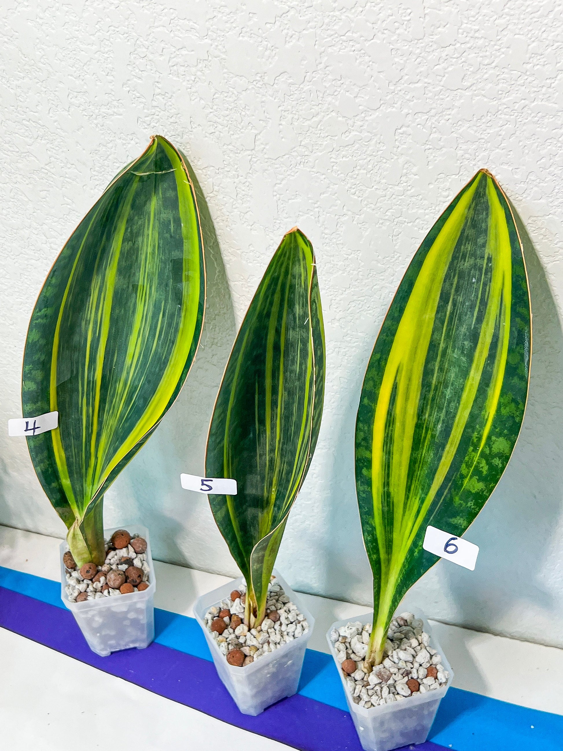 Sansevieria Masoniana Variegated (#MD1~6) | Rare House Plants | 9~12Inch