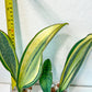 DISCOUNTED Sansevieria Masoniana Variegated (#MD12~16)| Rare House Plants