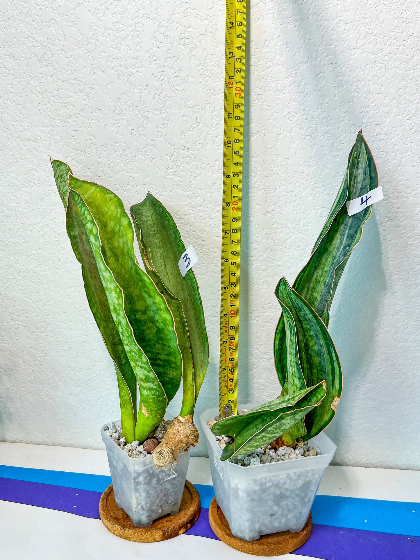 Sansevieria BRUDA (#MC1~6) | Hybrid of Masoniana Var x Eliptica Var | Rare