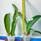 Sansevieria BRUDA (#MC1~6) | Hybrid of Masoniana Var x Eliptica Var | Rare