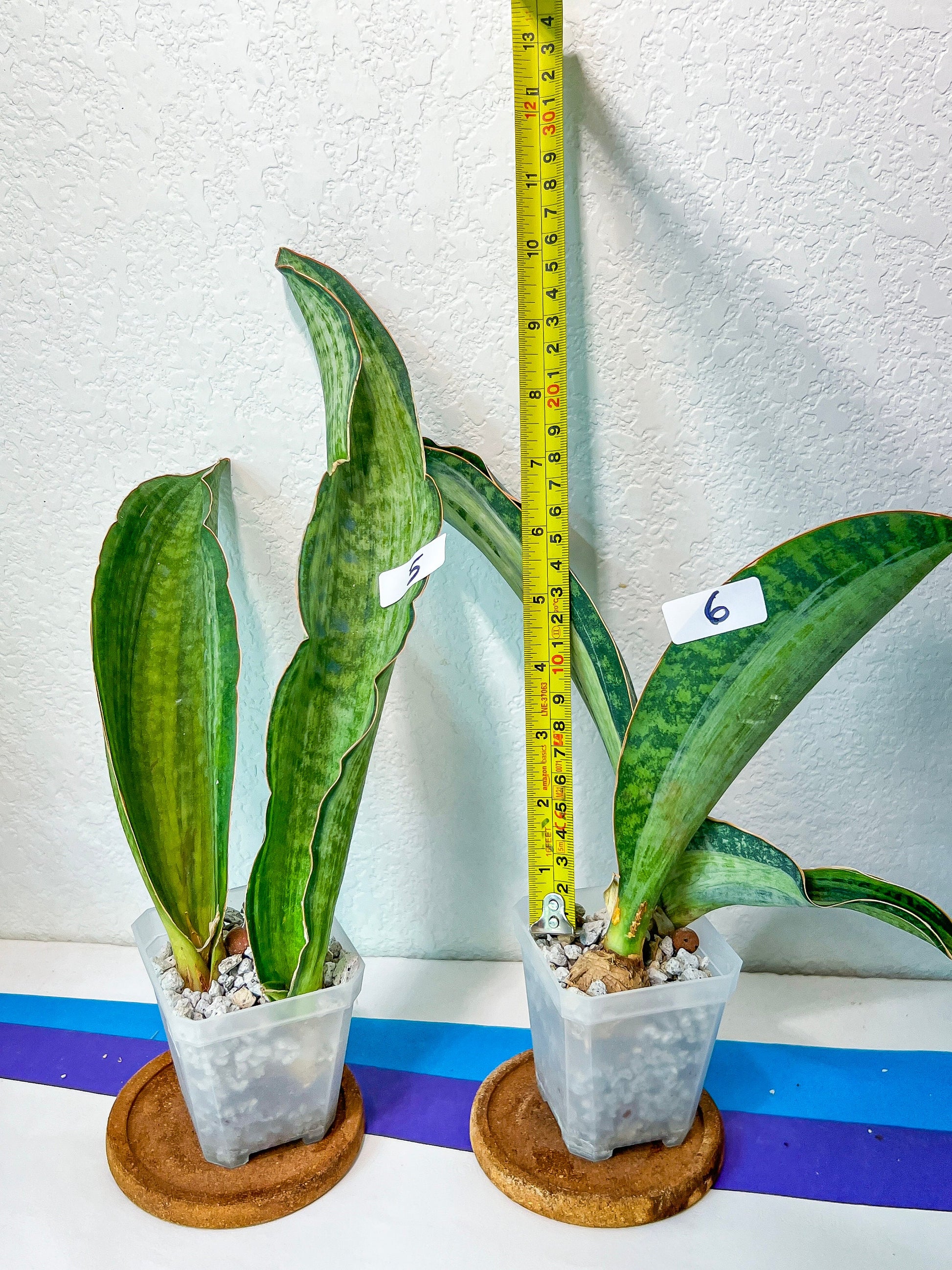 Sansevieria BRUDA (#MC1~6) | Hybrid of Masoniana Var x Eliptica Var | Rare