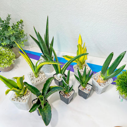 Rare Collections (#G3A) | Plant names in description. Msg for more photos.