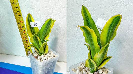 Sansevieria Rare Collections Group 2 (#10~16) | Names of the plants are listed on Descriptions