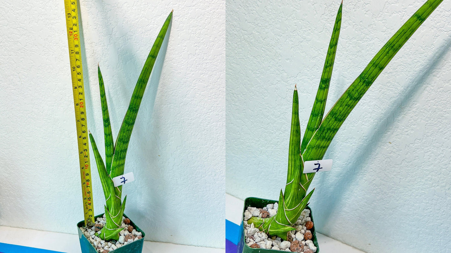 Sansevieria Rare Collections (G1/1~9) | Plant names listed in descriptions. More photos available on request