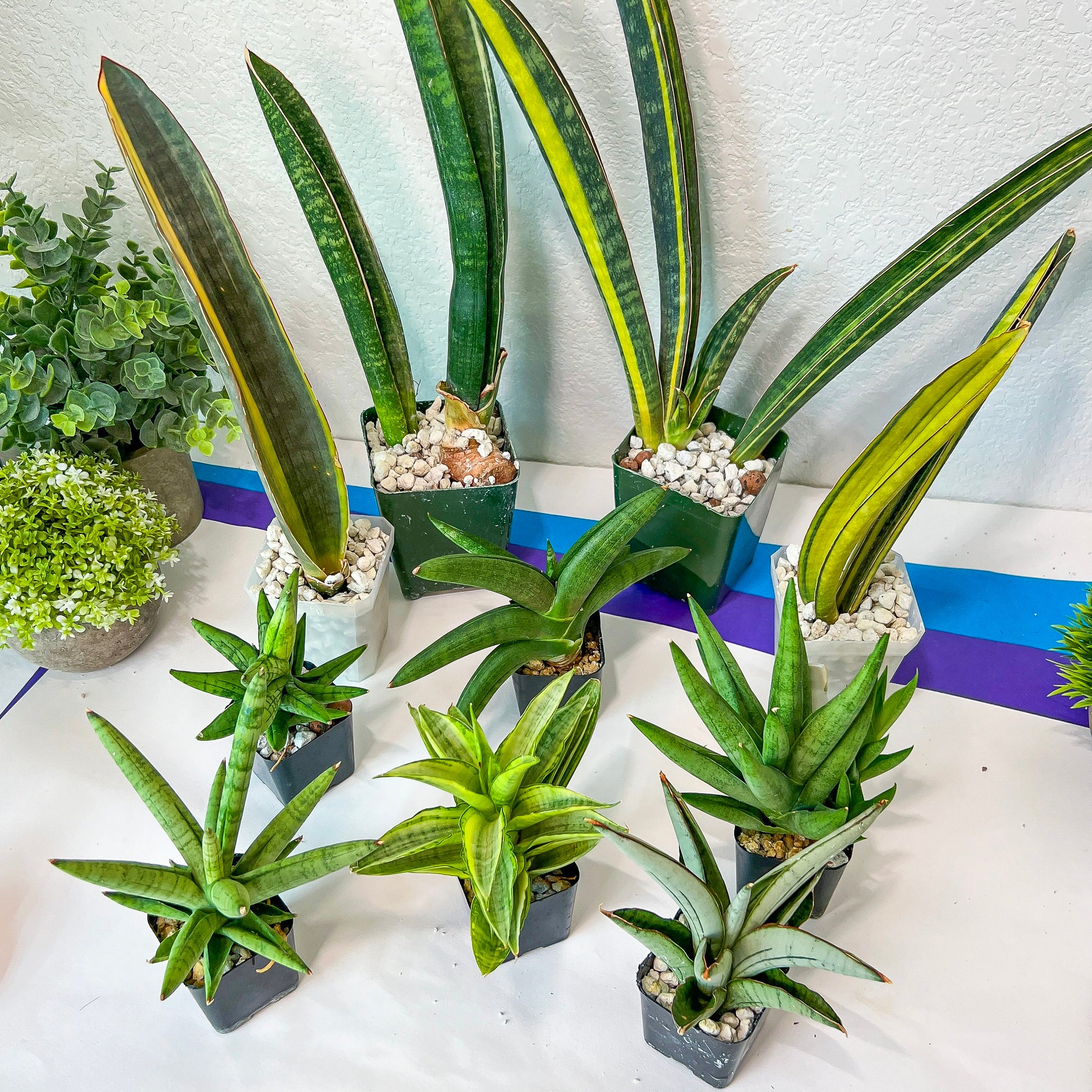 Sansevieria Rare Collections 2.5" Pot | Plant names listed in descriptions. More photos available on request (G3/1~9)