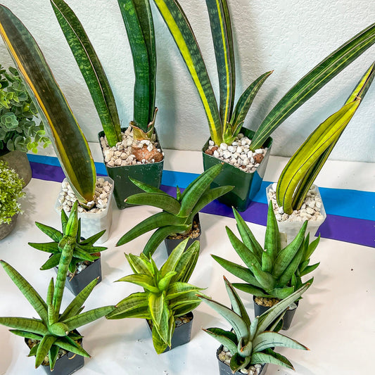 Sansevieria Rare Collections (G3/10~17) | Plant names listed in descriptions. More photos available on request