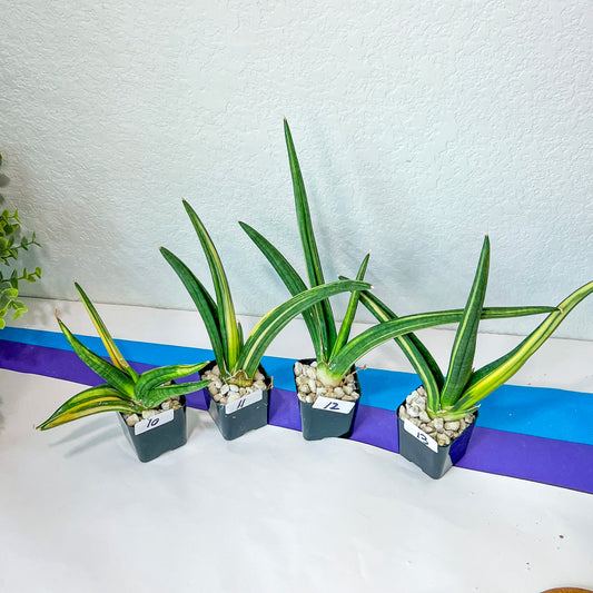 Sansevieria Patens Variegated (R34) | Snake Plant | Rare Imported Plants
