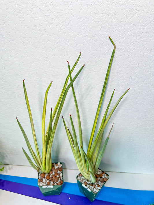 Sansevieria Royal Crown (R34) | Rare Imported Plants | Easy care Indoor Plants