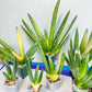 Sansevieria RARE cylindrica Collections (#R34) | Imported Snake Plants
