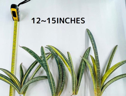 Sansevieria Hallii Baseball Bat Variegata (RA34/4~6) | Imported Snake plants