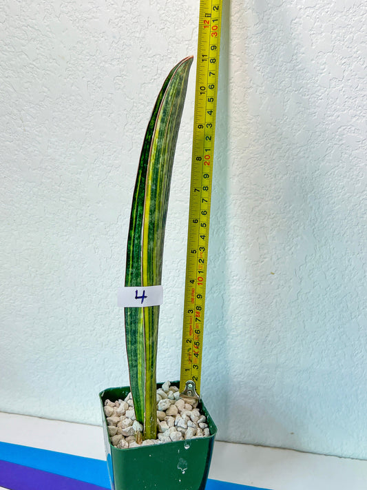 Sansevieria Hallii Baseball Bat Variegata (RA34/4~6) | Imported Snake plants