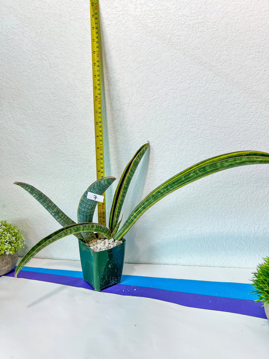 Sansevieria Hallii Baseball Bat Variegata (RA34/7~9) | Imported Snake plants