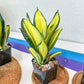 Sansevieria Hahnii solid gold (#RA36) | Imported Snake Plants | 2" Pot