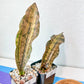 Sansevieria Kirkii Coppertone Variegated Large (#R7~11) | Very Rare Import | 2" Planter