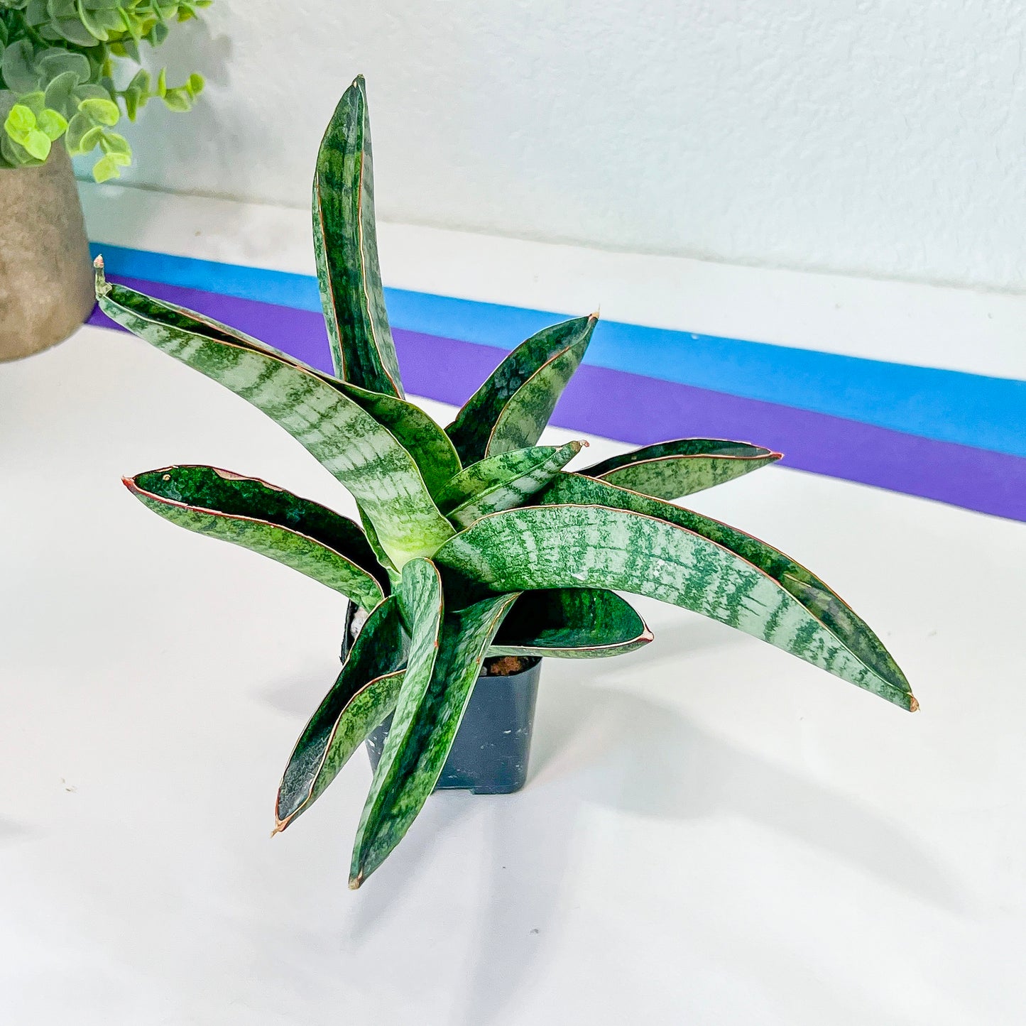 Sansevieria Negato (#RA34) | Imported House Plants | Snake plant | 2" Planter