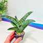 Sansevieria Nagato (#RA34) | Imported House Plants | Snake plant | 2" Planter