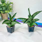 Sansevieria Nagato (#RA34) | Imported House Plants | Snake plant | 2" Planter