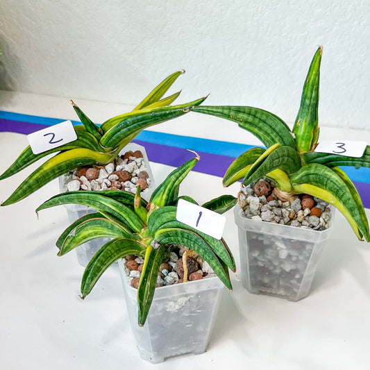 Sansevieria Patens Variegated (RA24) | Snake Plant | Rare Imported Plants