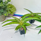 Sansevieria Orange (#AC23) | Rare Imported House Plants | 2" Planter