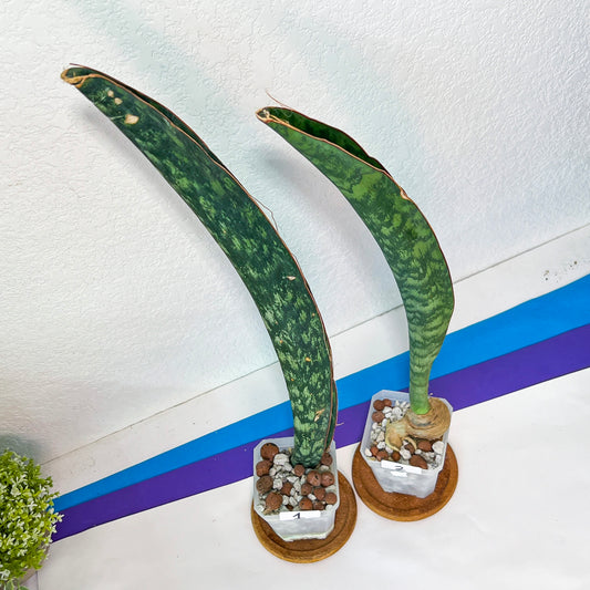 Sansevieria Malawi Midnight | Imported | Slow Growing